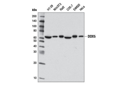 Western Blotting Image 1: DDX5 (D15E10) XP<sup>®</sup> Rabbit mAb (BSA and Azide Free)