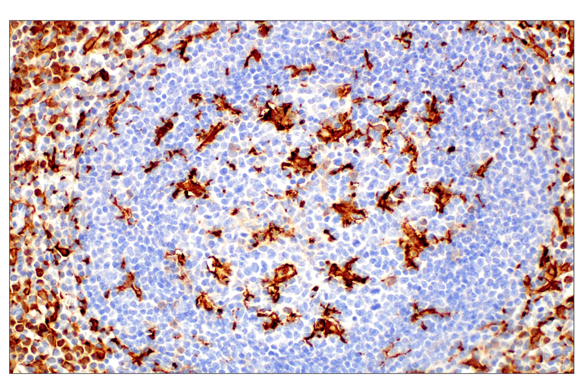 Immunohistochemistry Image 14: Iba1/AIF-1 (E4O4W) XP<sup>®</sup> Rabbit mAb (BSA and Azide Free)