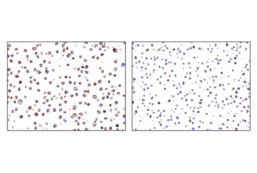 Immunohistochemistry Image 2: IDH2 (D8E3B) Rabbit mAb