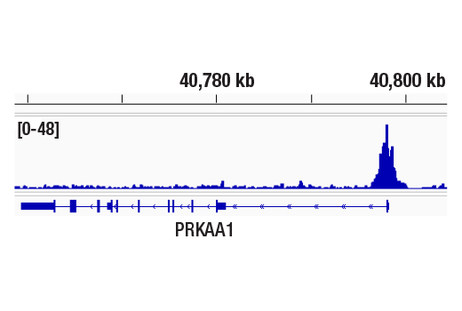 CUT & RUN Image 1: SET1A (D3V9S) Rabbit mAb