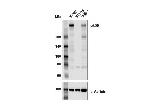 Western Blotting Image 1: p300 (D8Z4E) Rabbit mAb