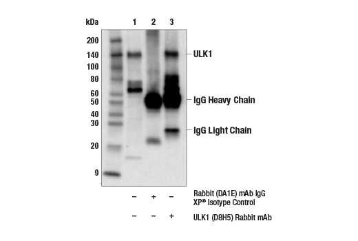 undefined Image 8: PhosphoPlus<sup>®</sup> ULK1 (Ser757) Antibody Duet