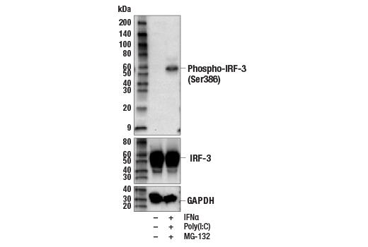 Western Blotting Image 2: Phospho-IRF-3 (Ser386) (E7J8G) XP<sup>®</sup> Rabbit mAb