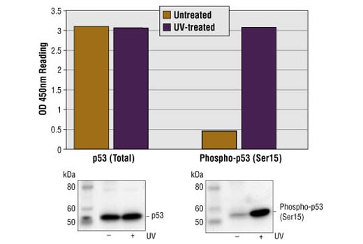 ELISA Image 1: PathScan<sup>®</sup> Total p53 Sandwich ELISA Kit