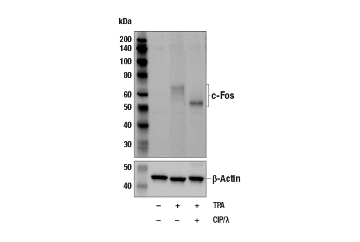 Western Blotting Image 2: c-Fos (9F6) Rabbit mAb (BSA and Azide Free)