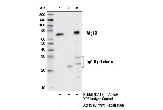 undefined Image 7: PhosphoPlus<sup>®</sup> Atg13 (Ser355) Antibody Duet