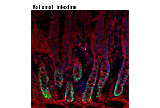 Immunofluorescence Image 1: PCNA (D3H8P) XP<sup>®</sup> Rabbit mAb 