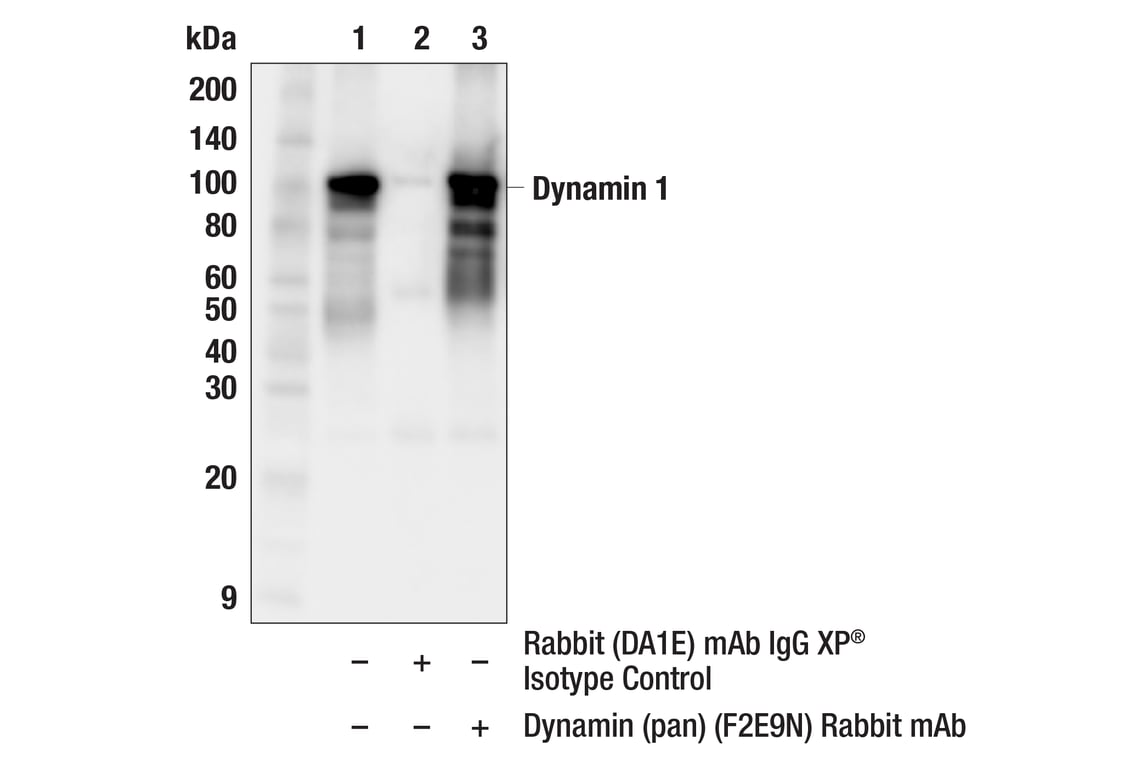 Immunoprecipitation Image 1: Dynamin (pan) (F2E9N) Rabbit mAb