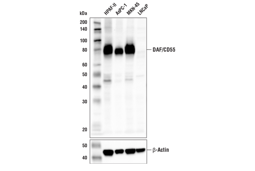 Western Blotting Image 1: DAF/CD55 (E7G2U) XP® Rabbit mAb