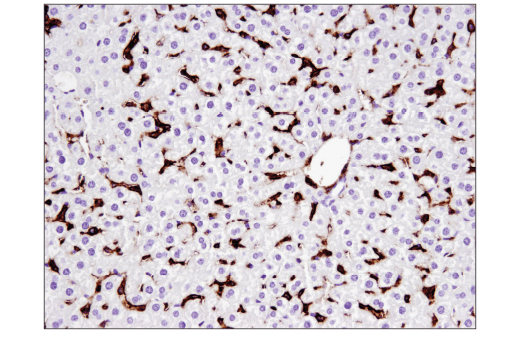 Immunohistochemistry Image 1: CD44 (E7K2Y) XP<sup>®</sup> Rabbit mAb