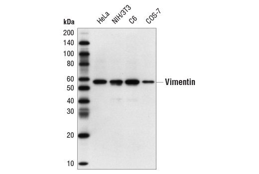 Western Blotting Image 2: Vimentin (D21H3) XP<sup>®</sup> Rabbit mAb (BSA and Azide Free)