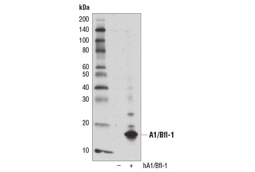 Western Blotting Image 1: A1/Bfl-1 (D1A1C) Rabbit mAb