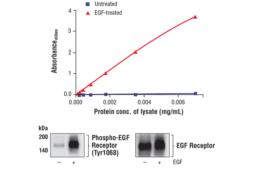 ELISA Image 1: FastScan<sup>™</sup> Phospho-EGF Receptor (Tyr1068) ELISA Kit