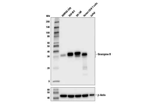 Western Blotting Image 1: Granzyme B (D2H2F) Rabbit mAb (BSA and Azide Free)