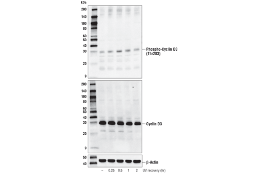 Western Blotting Image 2: Phospho-Cyclin D3 (Thr283) (E1V6W) Rabbit mAb