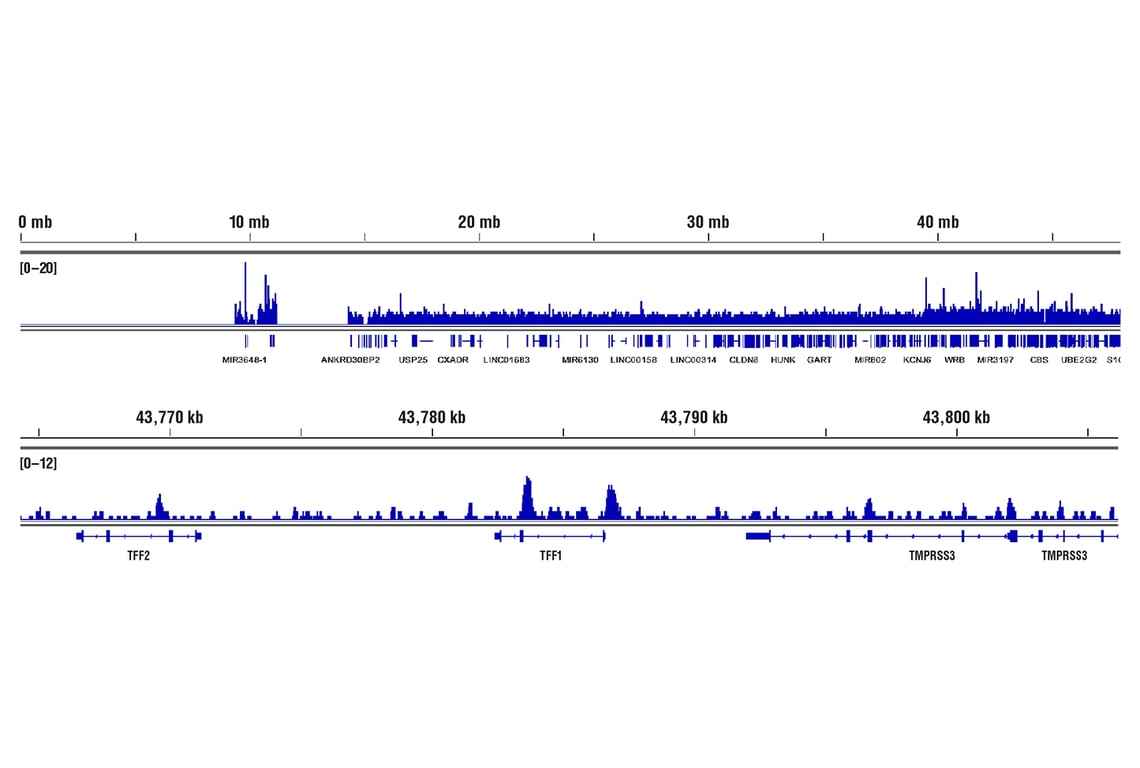 undefined Image 77: BAF Complex IHC Antibody Sampler Kit