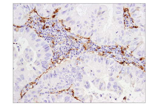 Immunohistochemistry Image 2: CD14 (D7A2T) Rabbit mAb (BSA and Azide Free)