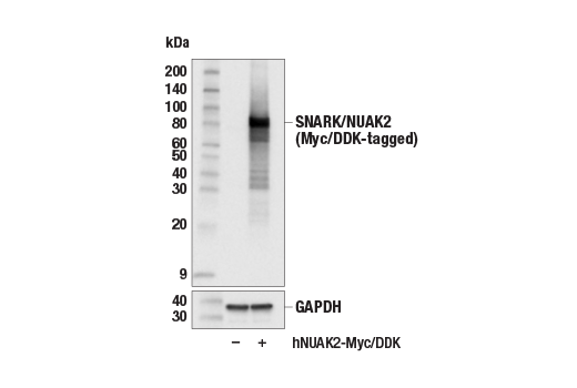 Western Blotting Image 3: SNARK/NUAK2 (E4V4Q) Rabbit mAb