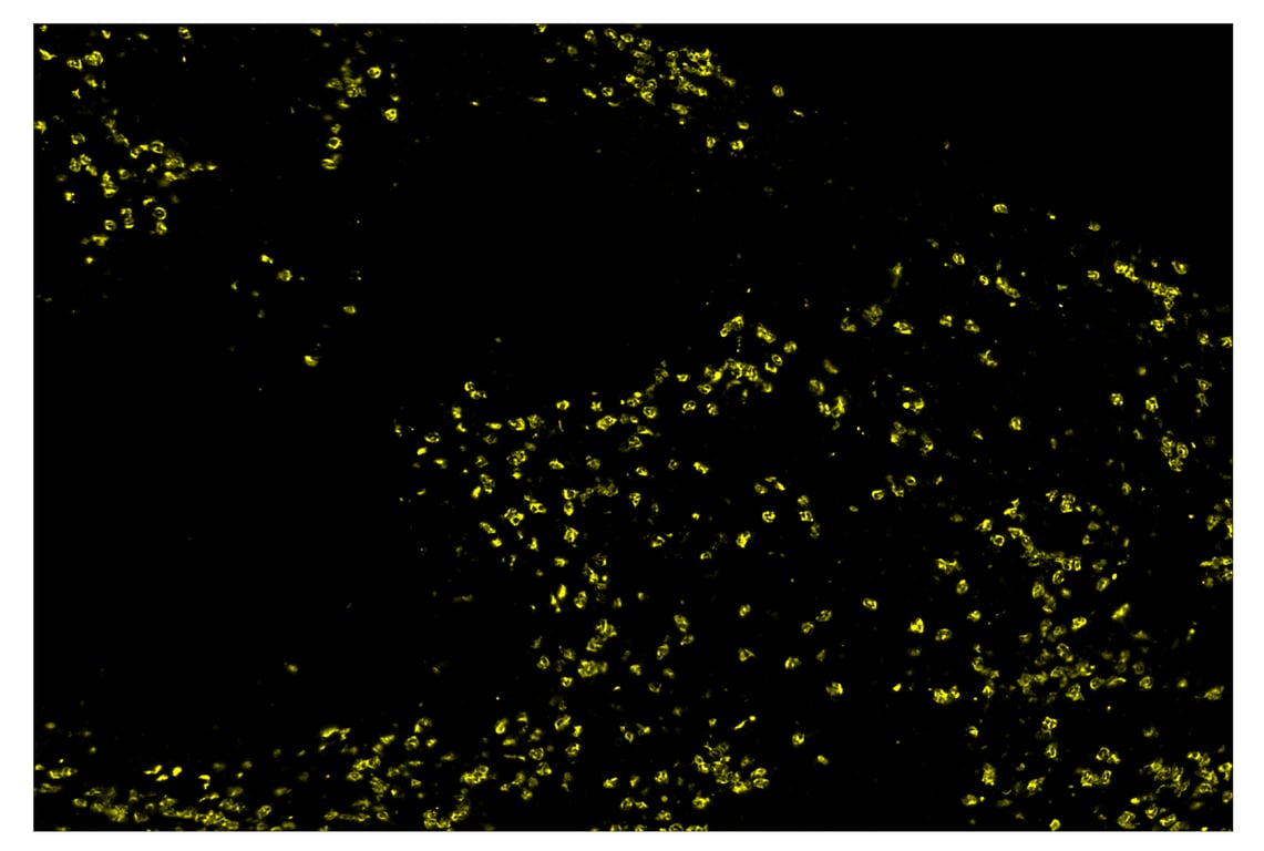 Immunohistochemistry Image 3: Ly-6G (E6Z1T) & CO-0053-594 SignalStar<sup>™</sup> Oligo-Antibody Pair