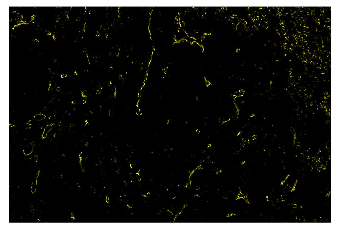 Immunohistochemistry Image 3: CD31 (PECAM-1) (89C2) & CO-0028-750 SignalStar<sup>™</sup> Oligo-Antibody Pair