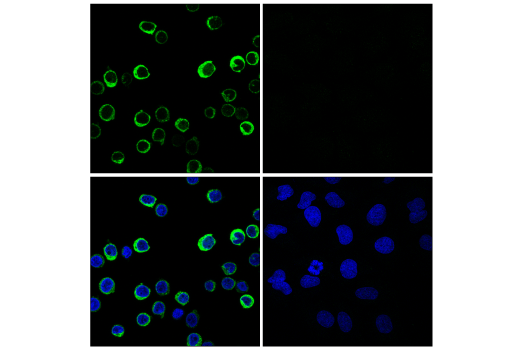 Immunofluorescence Image 1: Myeloperoxidase (E1E7I) XP<sup>®</sup> Rabbit mAb (BSA and Azide Free)