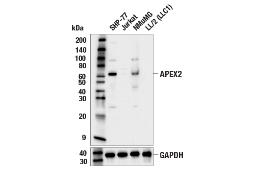 Western Blotting Image 2: APEX2 (E5A2Z) Rabbit mAb