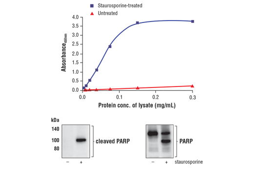 ELISA Image 1: FastScan<sup>™</sup> Cleaved PARP (Asp214) ELISA Kit