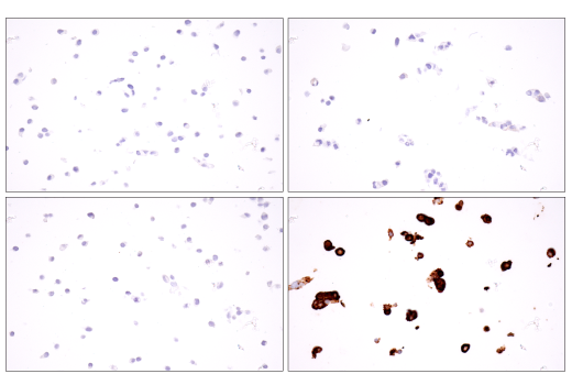 Immunohistochemistry Image 4: Claudin-6 (E7U2O) XP<sup>®</sup> Rabbit mAb