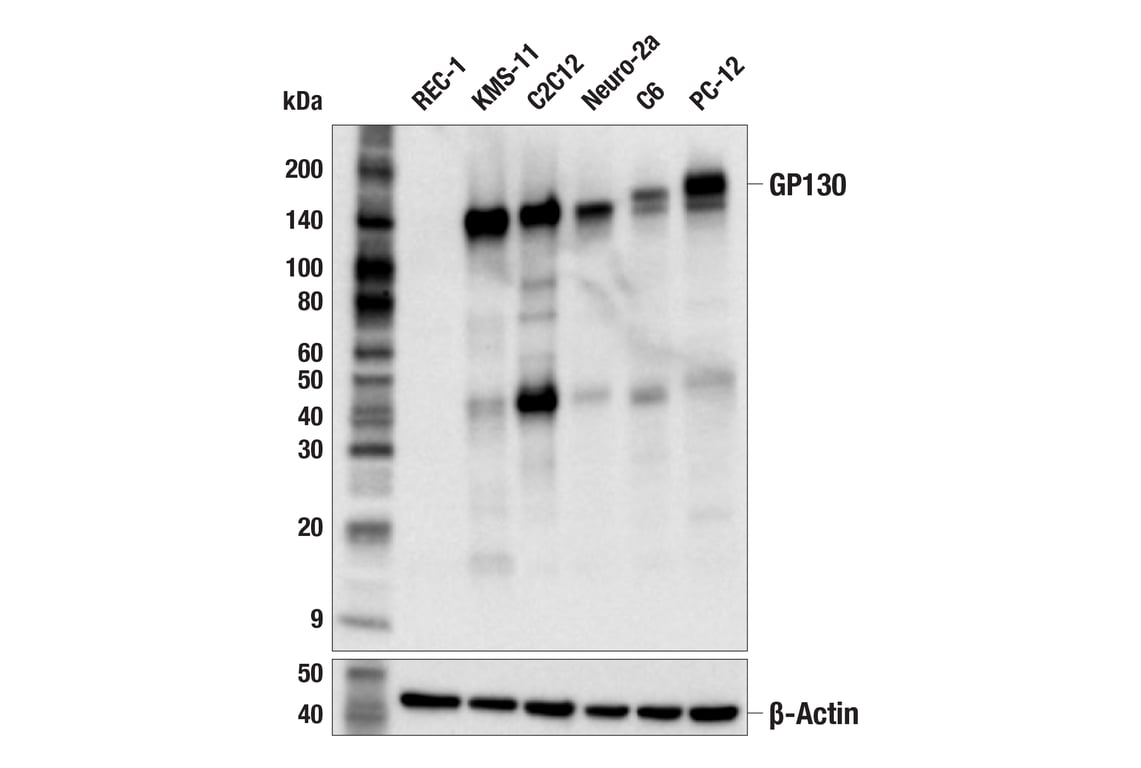 Western Blotting Image 2: GP130 (E6X8S) Rabbit mAb