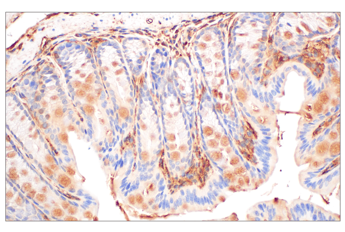 Immunohistochemistry Image 13: Annexin V (E3W8V) Rabbit mAb (BSA and Azide Free)