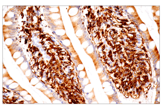 Immunohistochemistry Image 8: p22phox (E7Y1F) XP<sup>®</sup> Rabbit mAb