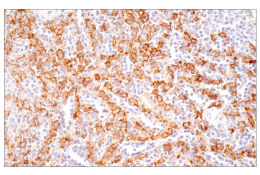 Immunohistochemistry Image 4: CD16 (D1N9L) Rabbit mAb (BSA and Azide Free)