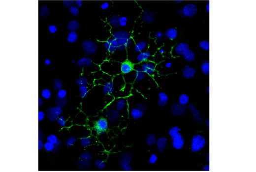 Immunofluorescence Image 1: Myelin Basic Protein (D8X4Q) XP<sup>®</sup> Rabbit mAb