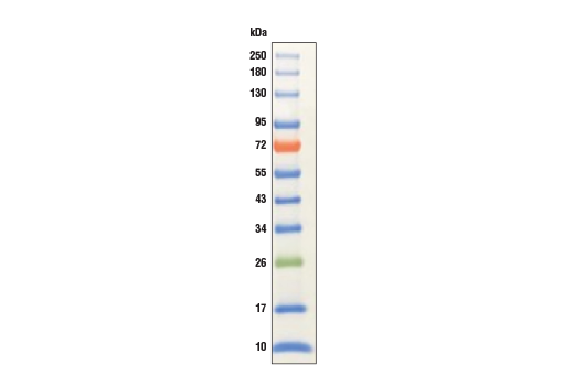 undefined Image 1: Color-coded Prestained Protein Marker, Broad Range (10-250 kDa)