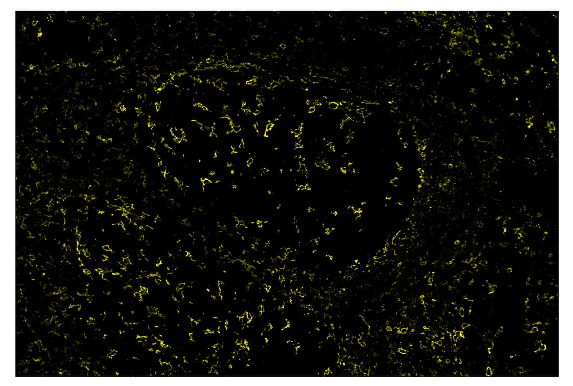 Immunohistochemistry Image 3: CD11c (D3V1E) & CO-0017-647 SignalStar<sup>™</sup> Oligo-Antibody Pair