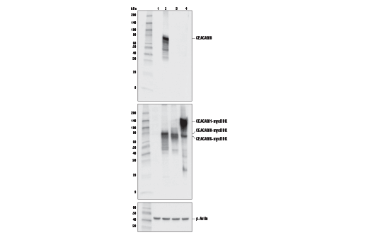 Western Blotting Image 2: CEACAM8 (D2F5U) Rabbit mAb