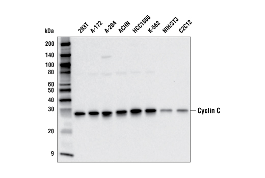 Western Blotting Image 1: Cyclin C (E6V4Z) Rabbit mAb