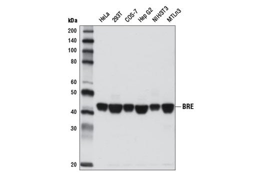 Western Blotting Image 1: BRE (D8Q1J) Rabbit mAb