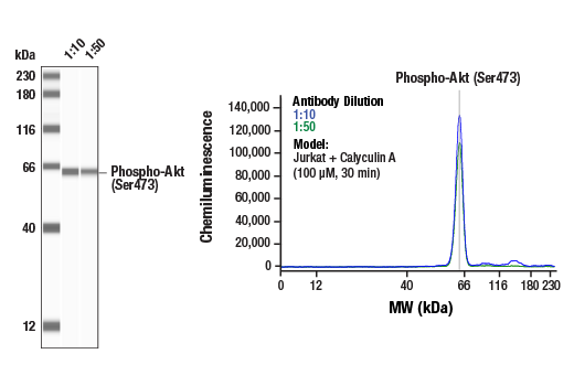 undefined Image 49: TREM2-dependent mTOR Metabolic Fitness Antibody Sampler Kit