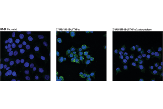 undefined Image 6: PhosphoPlus<sup>®</sup> RIP3 (Ser227) Antibody Duet