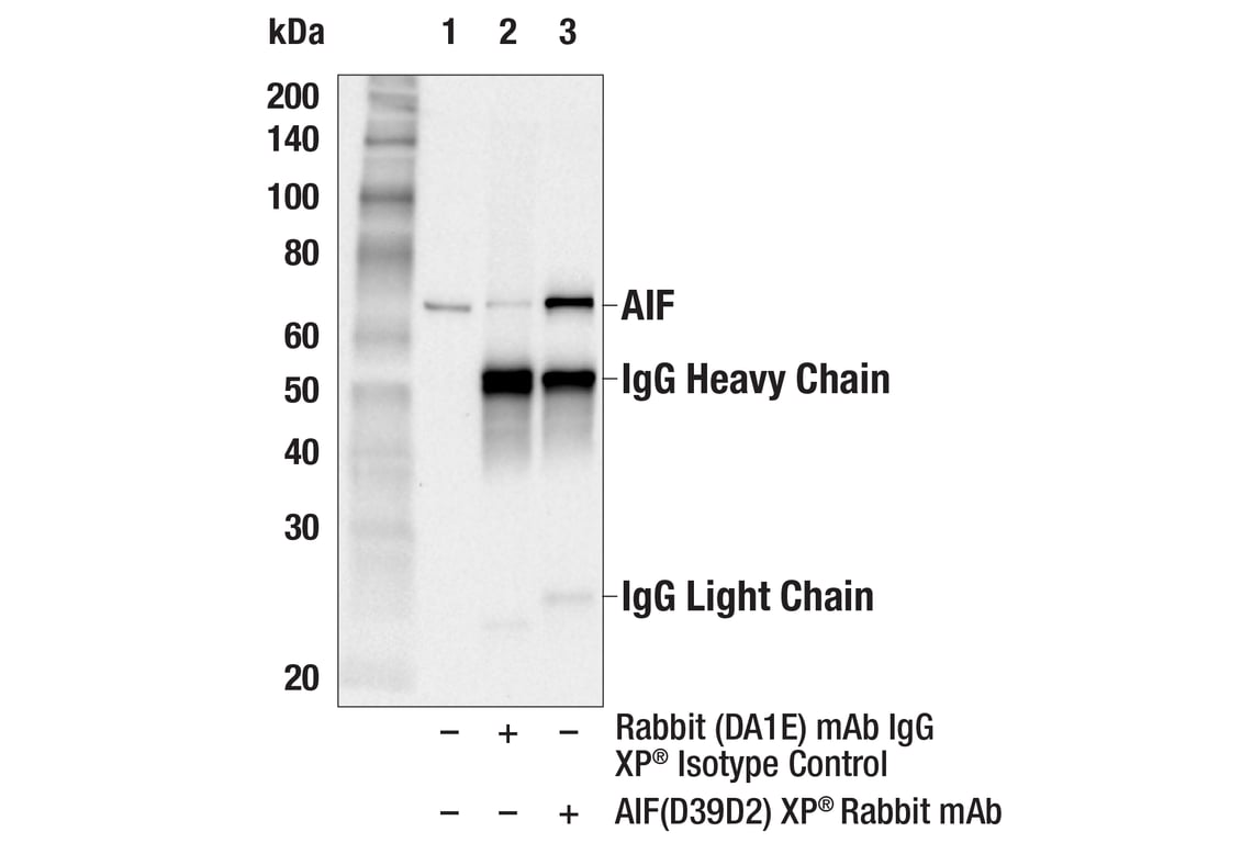 undefined Image 5: Cell Fractionation Antibody Sampler Kit