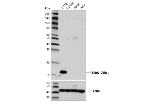 Western Blotting Image 1: Hemoglobin γ (D4K7X) Rabbit mAb (BSA and Azide Free)