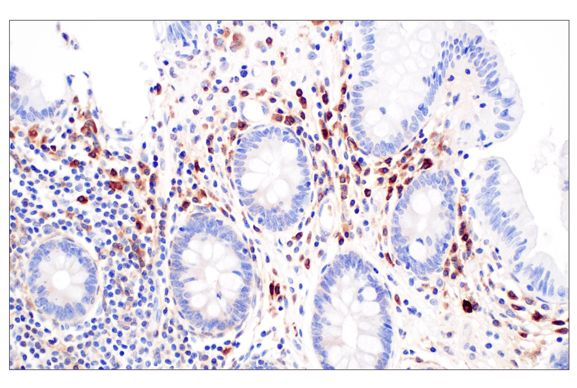 Immunohistochemistry Image 6: FTL (F9O4I) Rabbit mAb