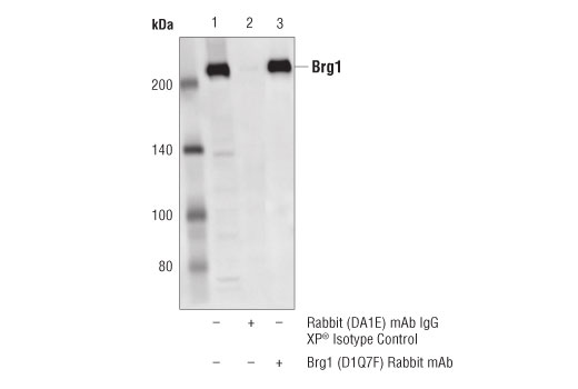 undefined Image 36: BAF Complex Antibody Sampler Kit II