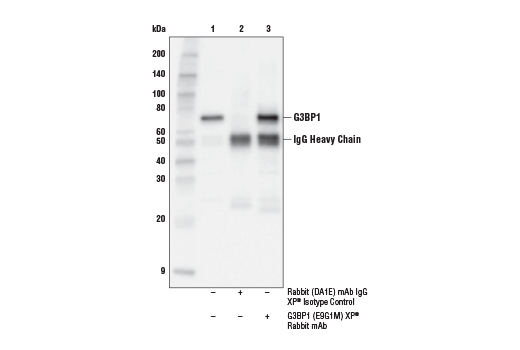 Immunoprecipitation Image 1: G3BP1 (E9G1M) XP<sup>®</sup> Rabbit mAb