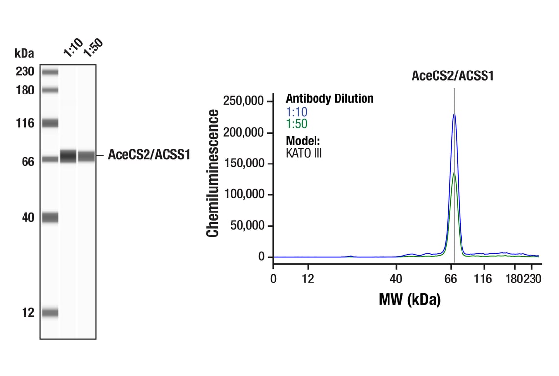 Western Blotting Image 1: AceCS2/ACSS1 (E6T5E) Rabbit mAb