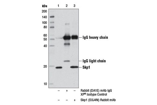 undefined Image 17: Ubiquitin E3 Ligase Complex Antibody Sampler Kit