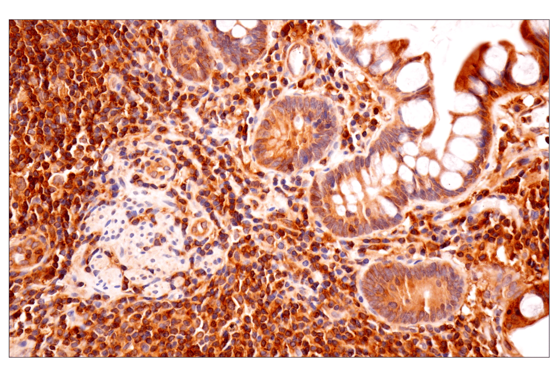 Immunohistochemistry Image 6: TRIM21 (D1O1D) Rabbit mAb