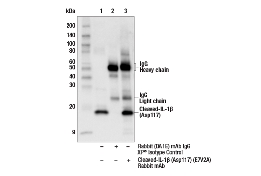 undefined Image 16: Mouse Reactive Pyroptosis Antibody Sampler Kit