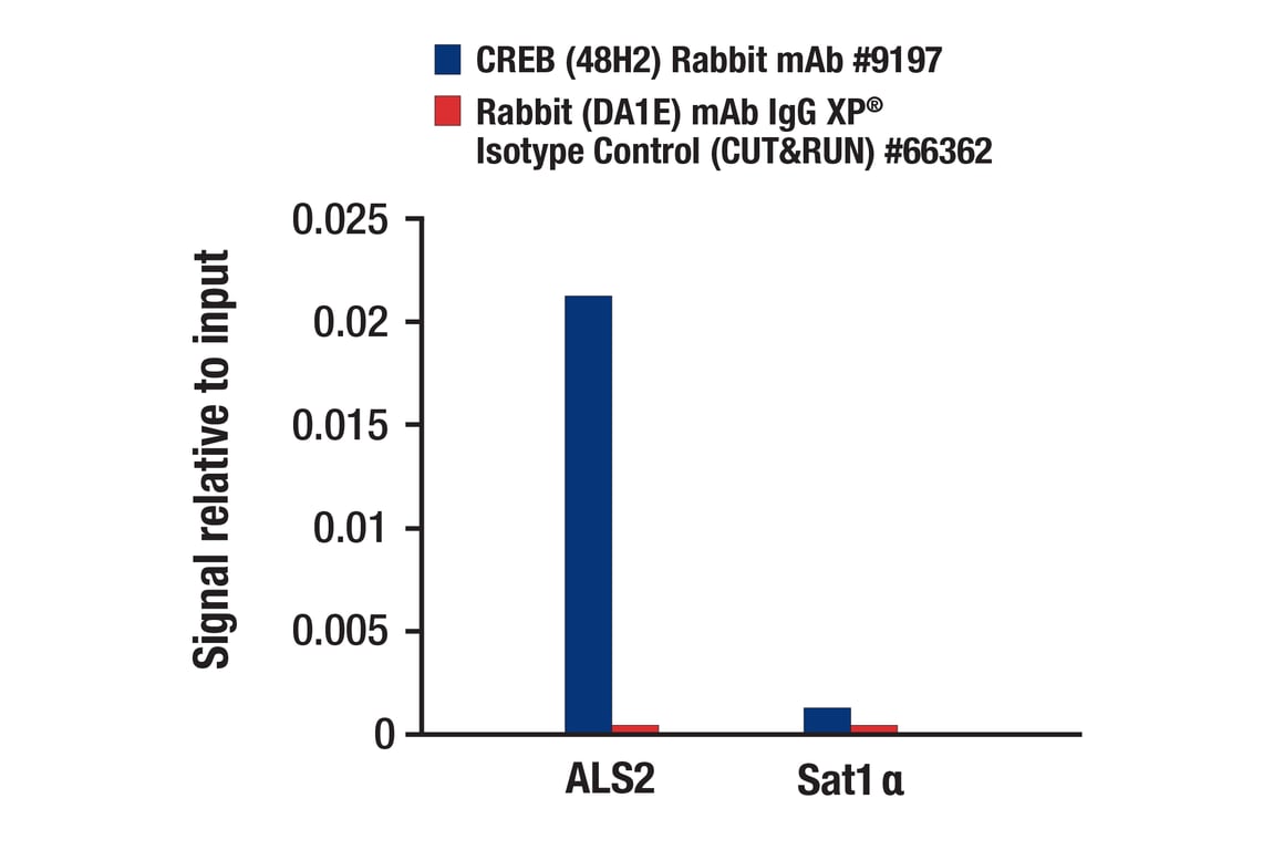 undefined Image 46: Cannabinoid Receptor 1 Downstream Signaling Antibody Sampler Kit